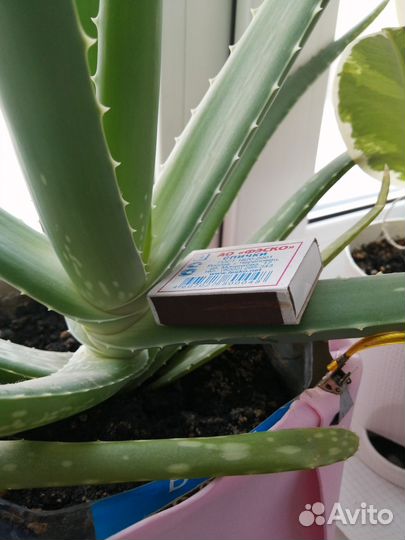 Алоэ вера и столетник