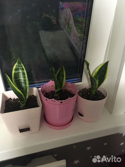 Сансевиерия