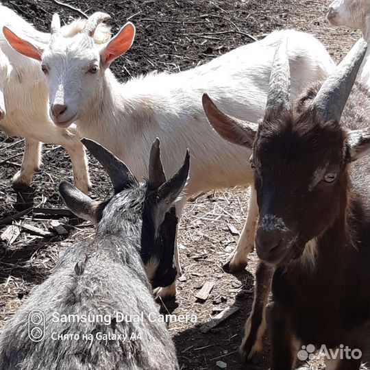 Козочки