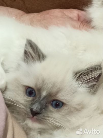 Котята рэгдолл