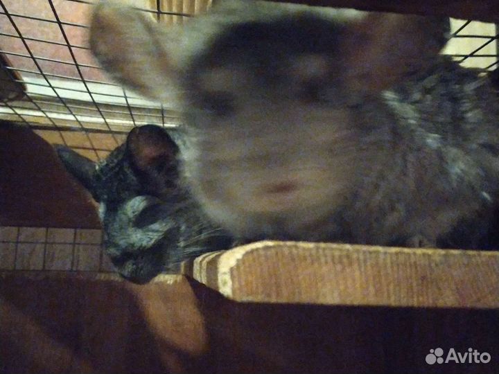 Шиншиллы мальчик и девочка