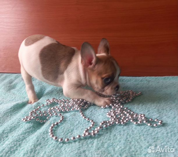 Французский бульдог щенки