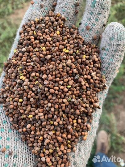 Редька масличная