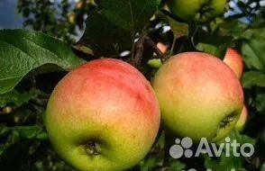 Саженцы яблонь