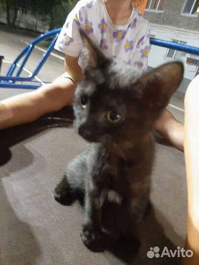 Ласковый котенок