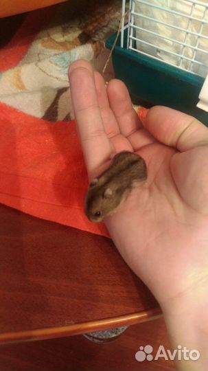 Сумбурские хомячки