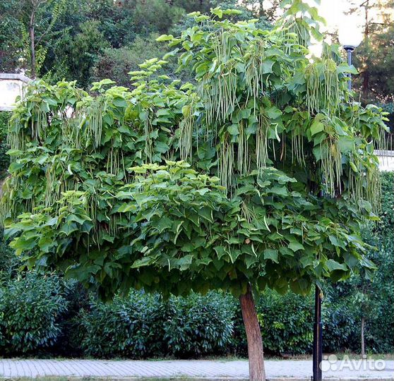 Семена катальпы прекрасной