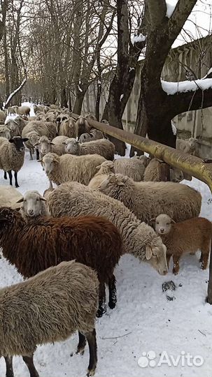 Овцы бараны