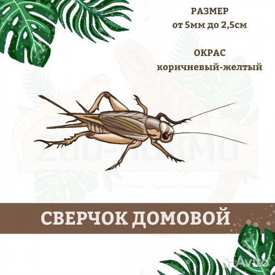 Сверчки ко насекомые для рептилий и др