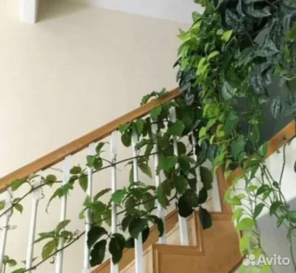 Тетрастигма. Бегония. Гинура. Лантана. Камнеломка