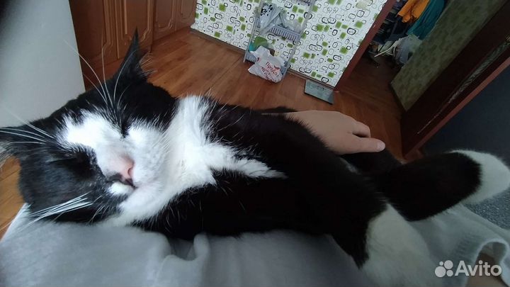 Кот в добрые руки