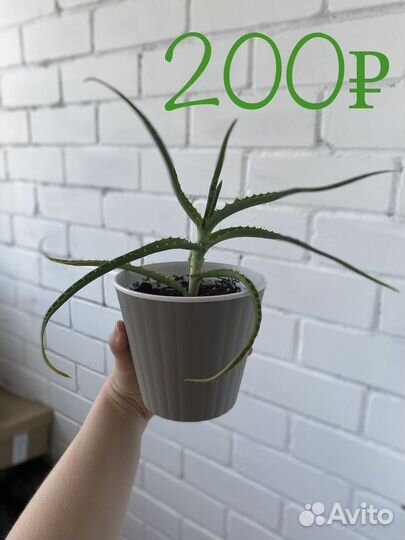 Алое лечебный