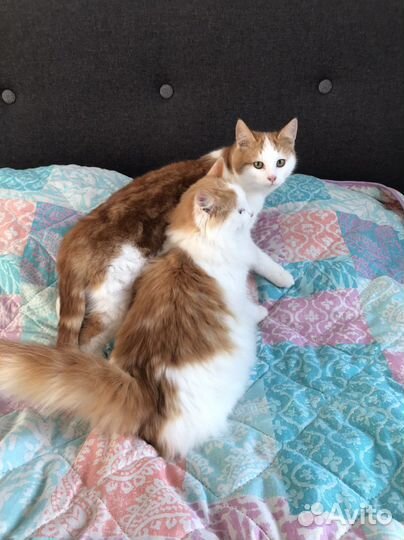 Рыжее счастье в дом