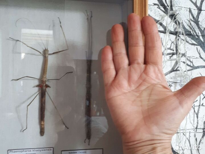 Экзотические насекомые