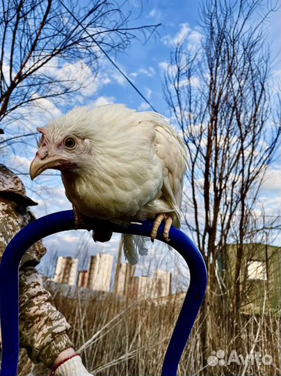 Куры молодки Супер Ник, Родинит, Доминант