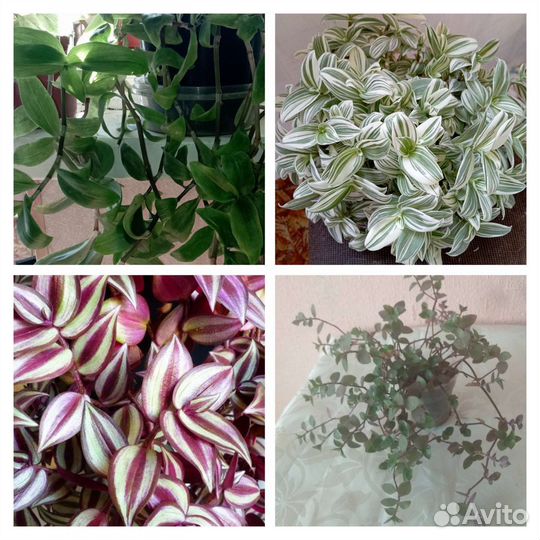 Отдам Куст смородины, малины чёрной и красной