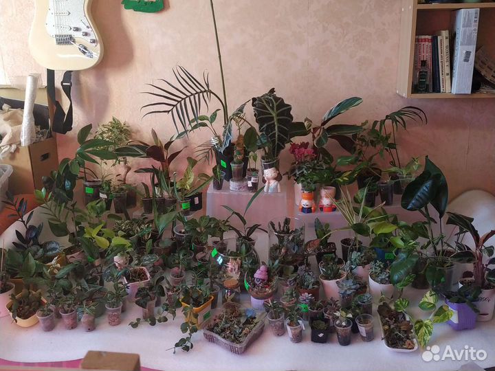 Излишки сортовых растений для коллекции