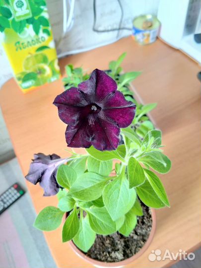 Комнатные растения