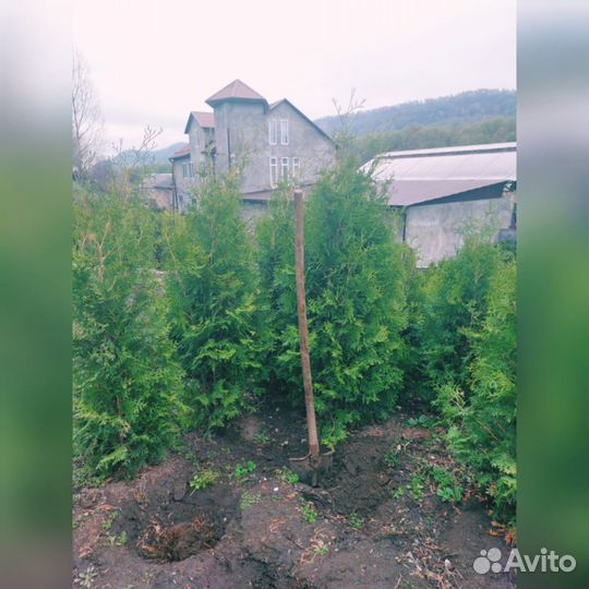 Туя ель сосна