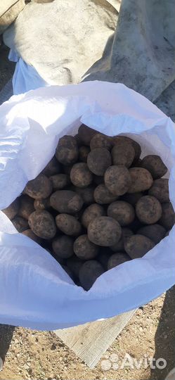 Картофель на корм скоту