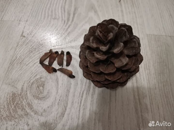 Семена аллепской сосны