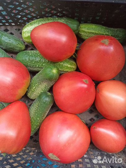 Помидорки, огурчики
