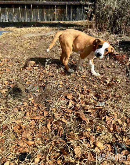 Помесь боксёра