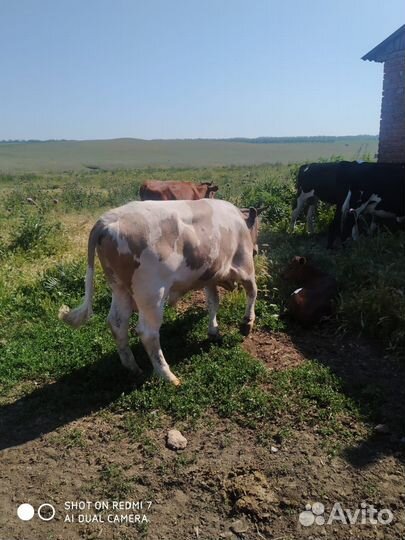 Быки сементалы