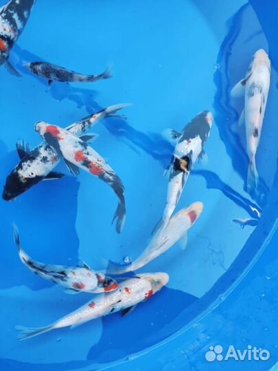 Карп кои. Профессионально. Консультации