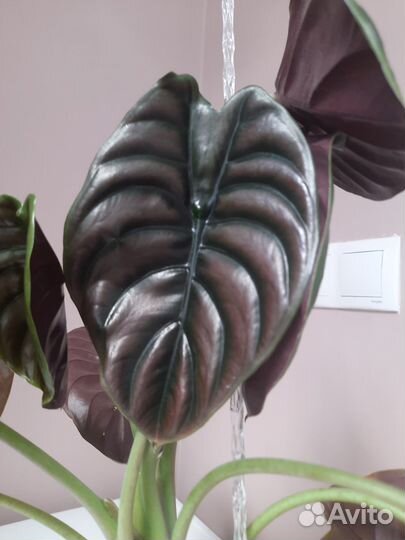 Алоказия Медная (Cuprea, Red secret)