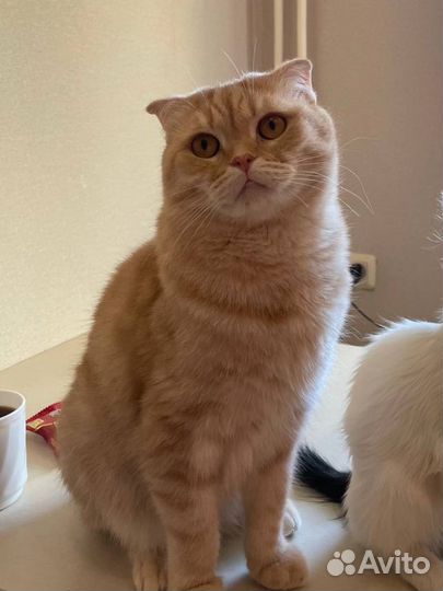 Шотландский вислоухий кот