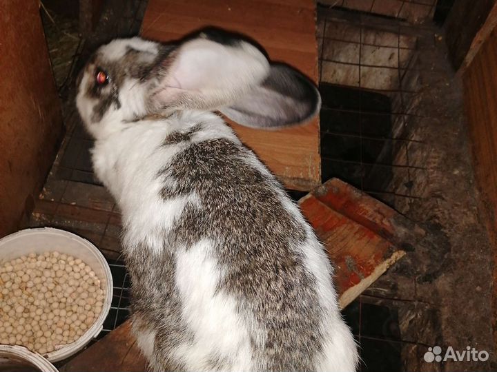 Кролики мясных пород