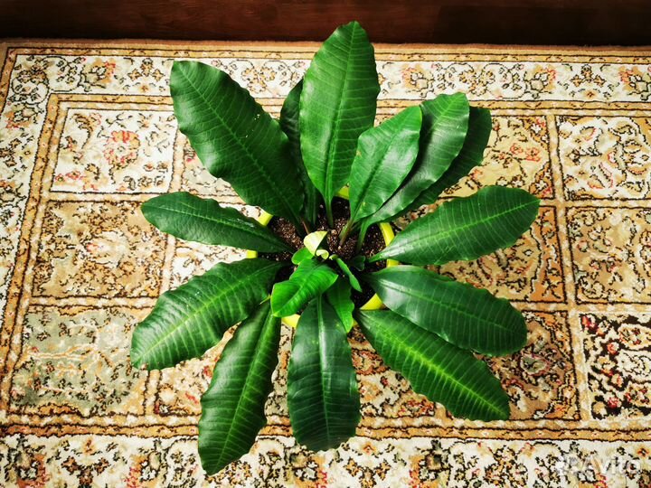 Мадагаскарская жемчужина Молочай Беложильчатый