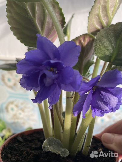 Фиалка, драцена