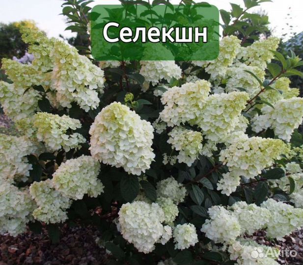 Гортензия метельчатая Селекшн