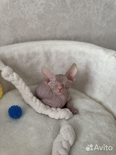 Донской сфинкс (котенок - девочка)