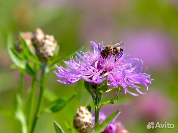 Мёд 24 года натуральный опт