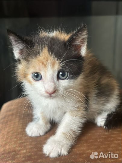 Котенок девочка трехцветная