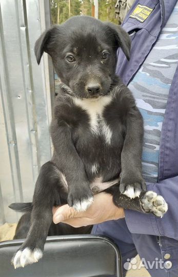 Щенок в добрые руки