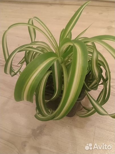 Хлорофитум Бони