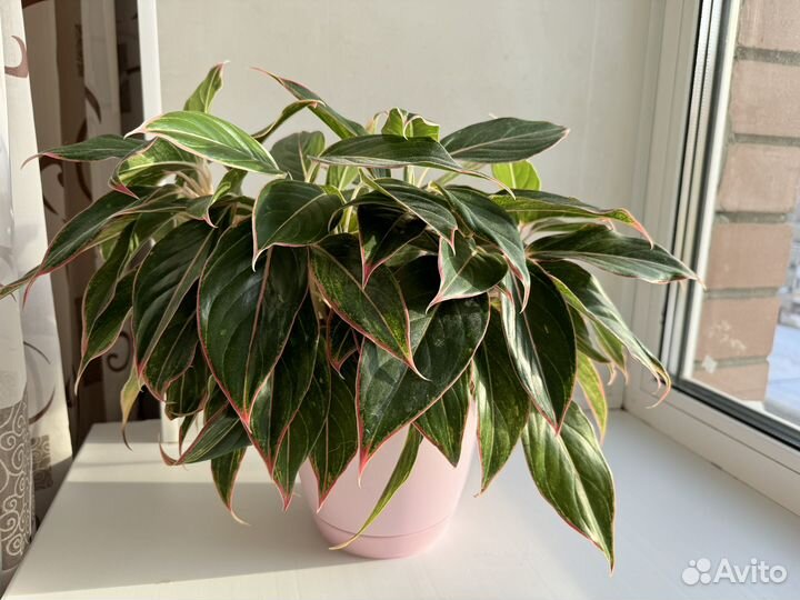 Аглаонема Сиам Аврора