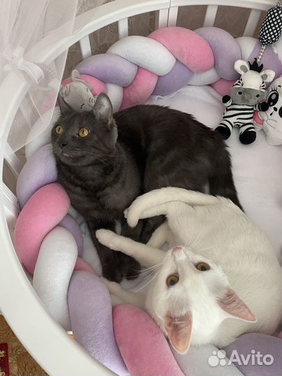 Коты в добрые руки