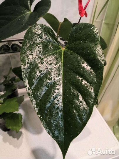 Антуриум Казанова