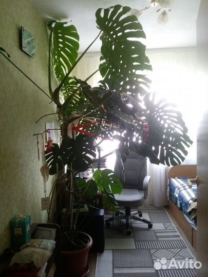 Крупный цветок для зимнего сада или большого холла