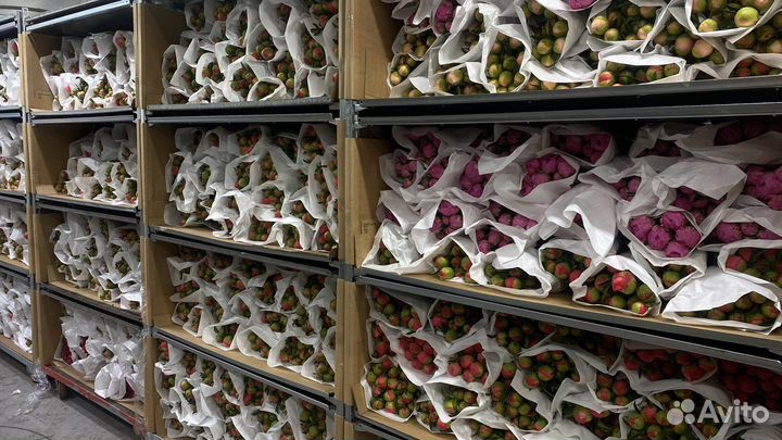 Пионы импортные оптом и в розницу