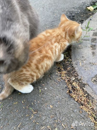 Котенок даром