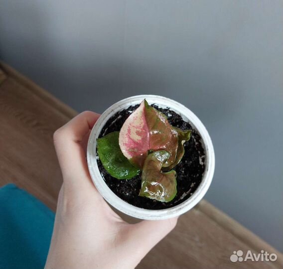 Сингониум клубничный лед galaxy