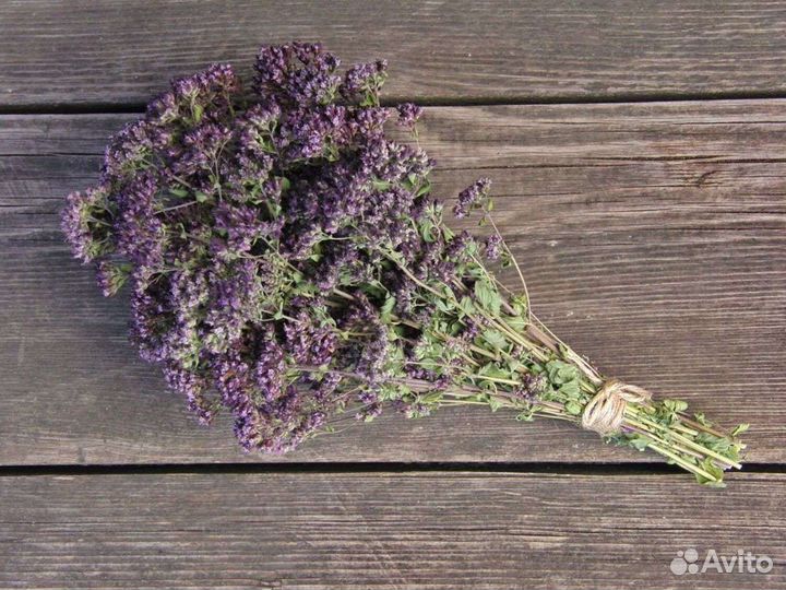 Душица сушеная сбор 2023