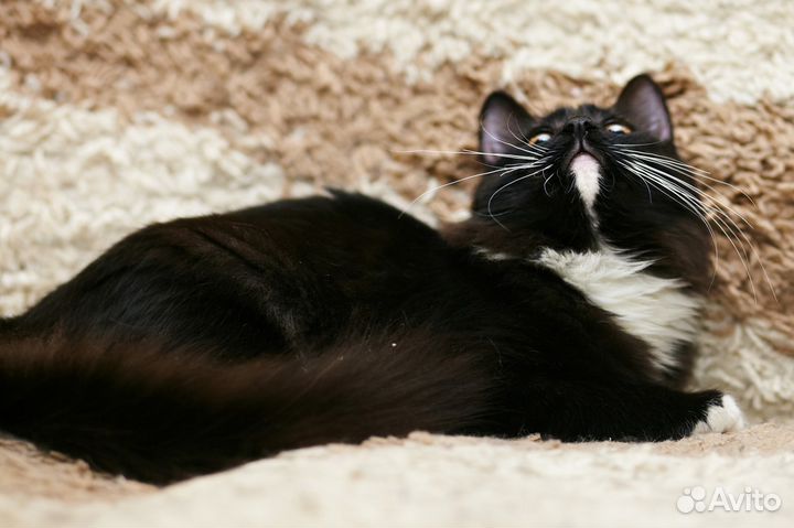 Маша ищет дом