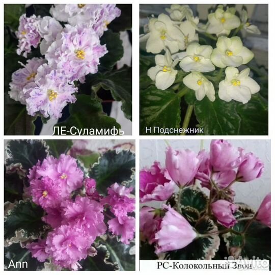 Сортовые фиалки